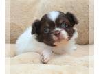 Chihuahua PUPPY FOR SALE ADN-775077 - Cookie Dough