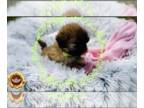 Shih Tzu PUPPY FOR SALE ADN-775057 - Buttercup CKC Shih Tzu