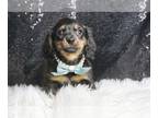 Dachshund PUPPY FOR SALE ADN-775052 - Woody AKC