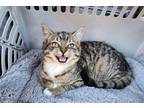 Adopt Kira a Domestic Short Hair