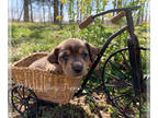 Dachshund PUPPY FOR SALE ADN-775033 - Female Dachshund