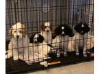Cockapoo PUPPY FOR SALE ADN-775020 - Loving a puppy is good for your health