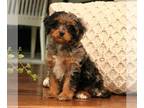 Cavapoo PUPPY FOR SALE ADN-775018 - f1 Cavapoo