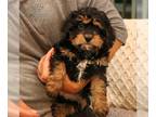 Cavapoo PUPPY FOR SALE ADN-775017 - f1 Cavapoo