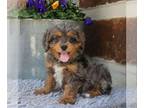 Cavapoo PUPPY FOR SALE ADN-775016 - f1 Cavapoo