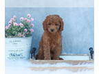 Goldendoodle (Miniature) PUPPY FOR SALE ADN-775008 - Ruby