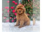 Goldendoodle (Miniature) PUPPY FOR SALE ADN-775006 - Riley
