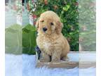 Goldendoodle (Miniature) PUPPY FOR SALE ADN-775004 - Logan