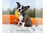 Boston Terrier PUPPY FOR SALE ADN-774996 - AKC Darcy
