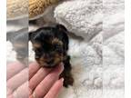 Yorkshire Terrier PUPPY FOR SALE ADN-774995 - AKC female Yorkie Puppy