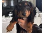 Dachshund PUPPY FOR SALE ADN-774994 - Sweet cuddly mini dachshund male