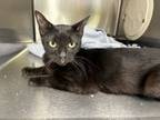 Adopt Moonlight a American Shorthair