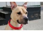 Adopt Athena a Pit Bull Terrier