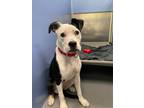 Adopt Heart a Pit Bull Terrier, Boston Terrier