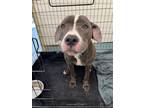 Adopt Devine a Pit Bull Terrier, Beagle