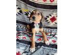 Adopt Zoe a Mixed Breed