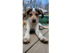 Adopt Esther a Mixed Breed