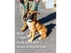 Adopt Dozer- 71809 a Anatolian Shepherd