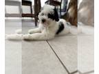 Miniature Bernedoodle PUPPY FOR SALE ADN-775076 - Cosmo