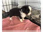 Miniature American Shepherd PUPPY FOR SALE ADN-775021 - 2 black tri females