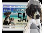 Boglen Terrier PUPPY FOR SALE ADN-774997 - Boelan Puppy