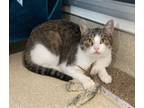 Adopt Richard The Lionhearted a Domestic Short Hair