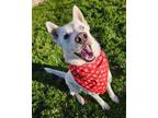 Adopt Blade a Siberian Husky