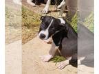 American Pit Bull Terrier DOG FOR ADOPTION ADN-775051 - Oreo Colored Puppies