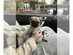 Pug DOG FOR ADOPTION ADN-775035 - cute pug puppy for adoption