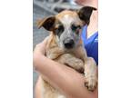 Adopt Snitker a Australian Cattle Dog / Blue Heeler