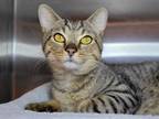 Adopt Lemur a Domestic Short Hair