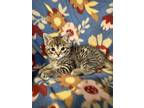 Adopt JJ (bobtail tabby) a Domestic Short Hair, Tabby