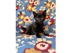 Adopt Pope (black bobtail) a Domestic Short Hair