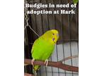 Adopt Buddgies a Parakeet (Other)