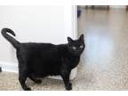 Adopt Gremlin a American Shorthair