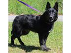 Adopt Bruno 39427 a German Shepherd Dog