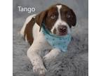 Adopt Tango a Pit Bull Terrier, Mixed Breed