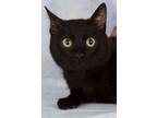 Adopt Skipper a Domestic Short Hair