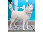 Adopt Hahn a Siberian Husky