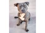 Adopt Tundra a American Staffordshire Terrier, Mixed Breed