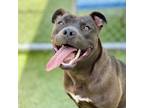 Adopt Hamilton a Pit Bull Terrier