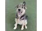 Adopt Rex a Wheaten Terrier, German Shepherd Dog