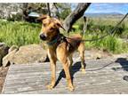 Adopt Alex a Labrador Retriever, German Shepherd Dog
