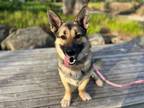 Adopt Professor Stump a German Shepherd Dog