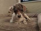 Adopt Milky Way a Miniature Poodle