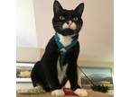 Adopt CHEF a Domestic Short Hair