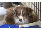 Adopt Ollie a Australian Shepherd