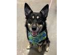 Adopt Nike a German Shepherd Dog