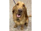Adopt Bodie a Bloodhound