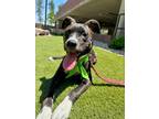 Adopt BENNY a Australian Cattle Dog / Blue Heeler